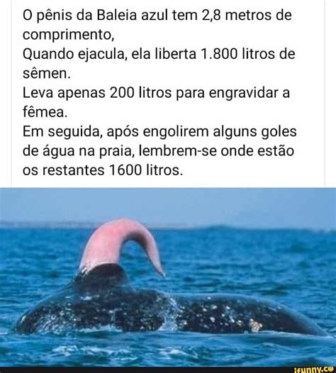 penis de baleia-1